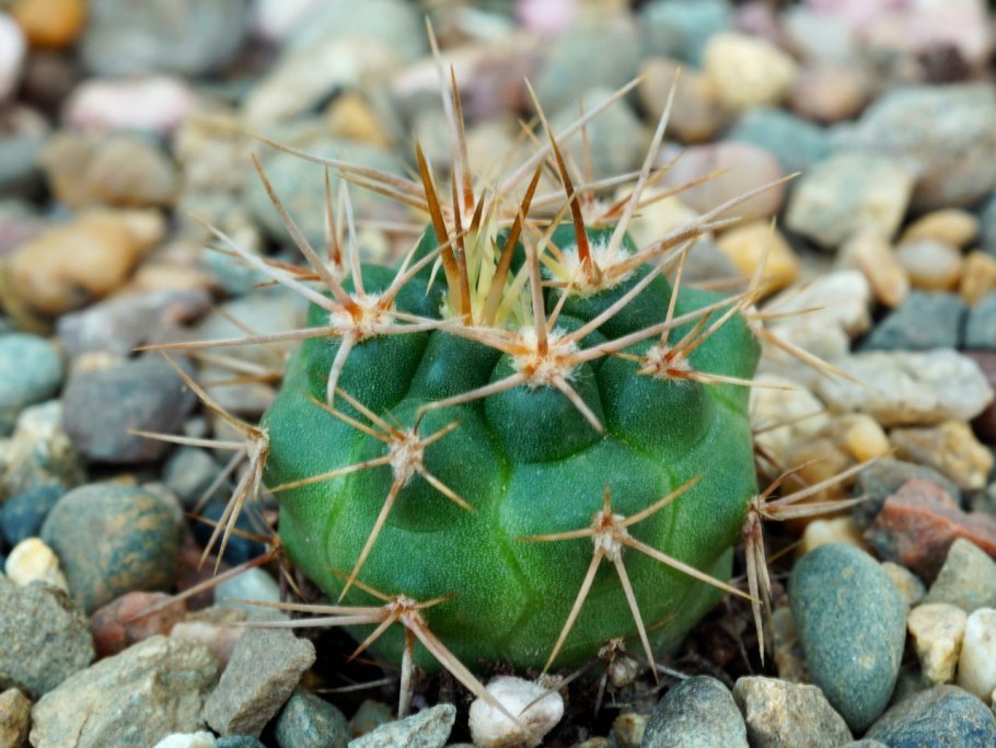 Gymnocalycium papschii VG 295