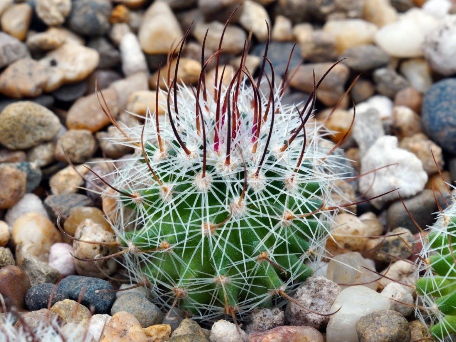 Кактус Gymnocalycium riojense VG-664