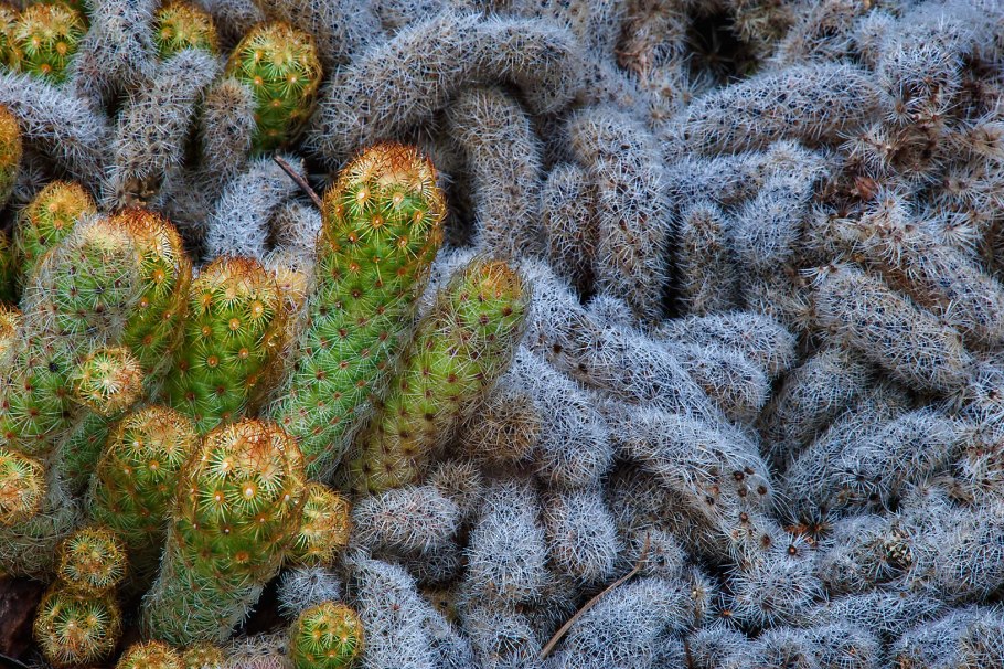 Кактус Эхинокактус грузони