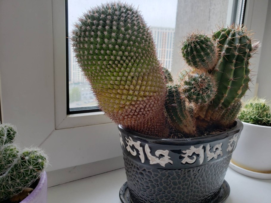 Эхинокактус грузони пустынный