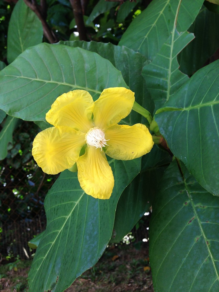 S. suffruticosa “Mutomo” v