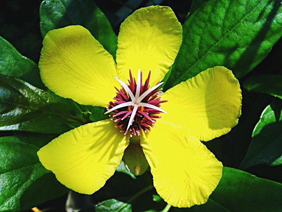 Katmon (Dillenia philippensis)