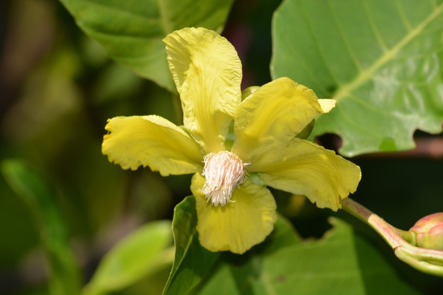 Dillenia suffruticosa