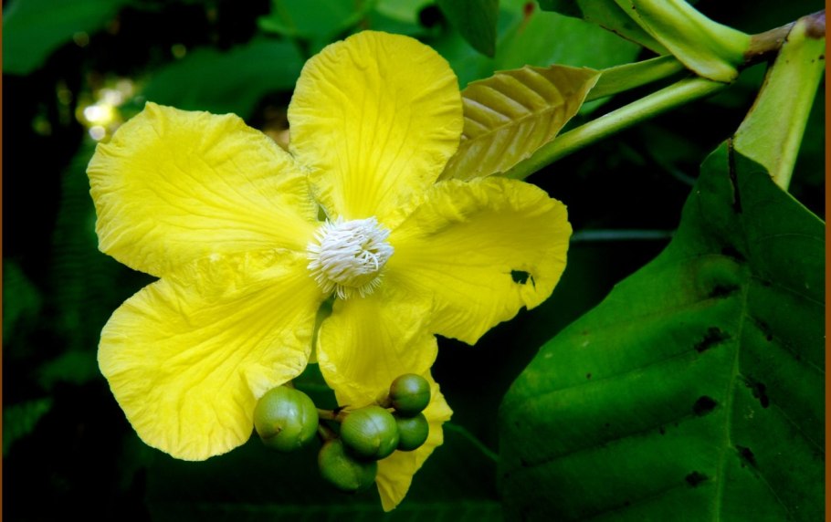 Dillenia reticulata