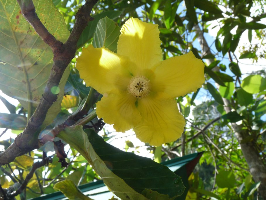 Dillenia philippinensis