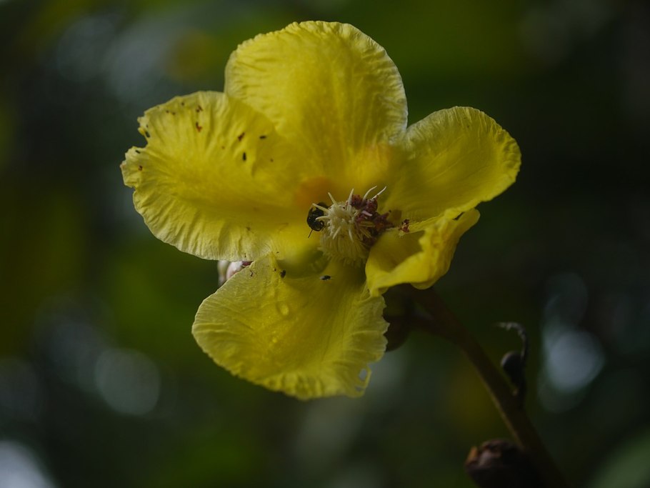 Dillenia Scandens