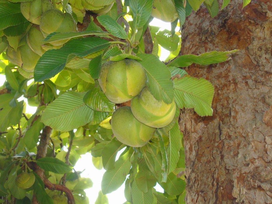 Дилления Андаманская
