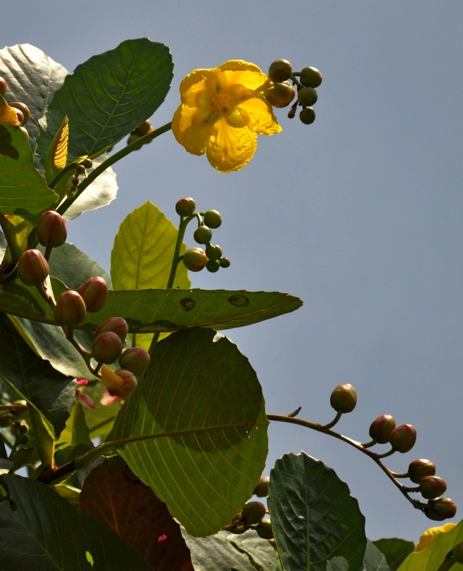 Dillenia suffruticosa