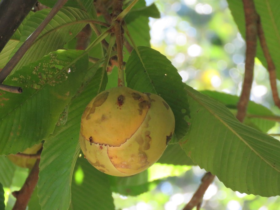 Кроссосома Калифорнийская Crossosoma californicum