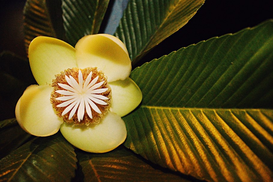 Dillenia suffruticosa