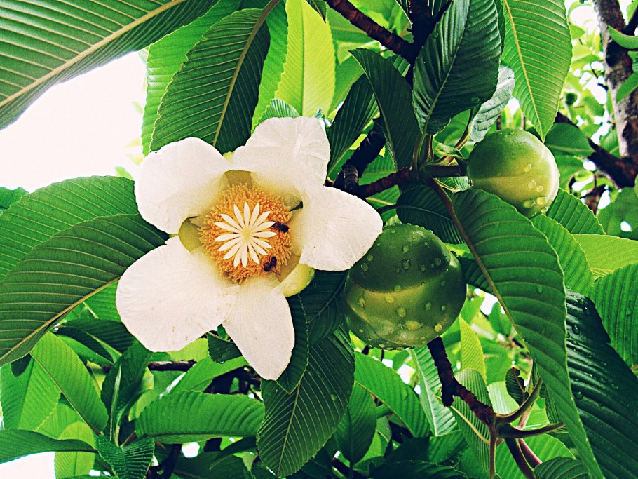 Dillenia philippinensis