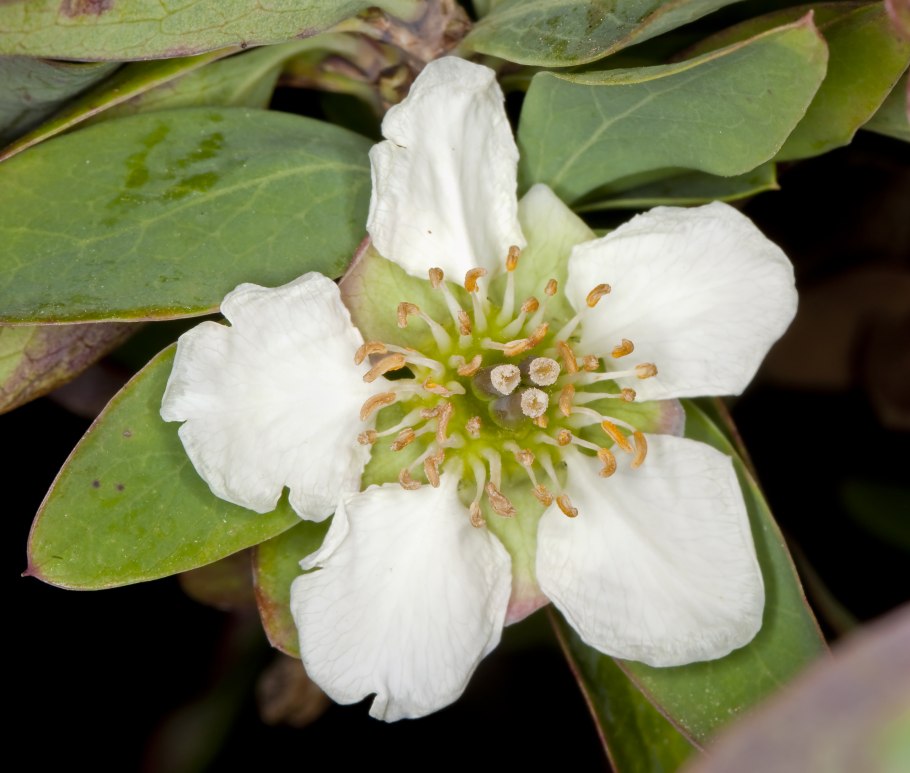 Dillenia pentagyna