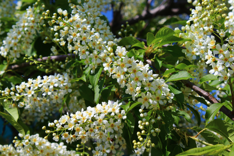 Pteridophyllum racemosum Птеридофиллум кистевидный