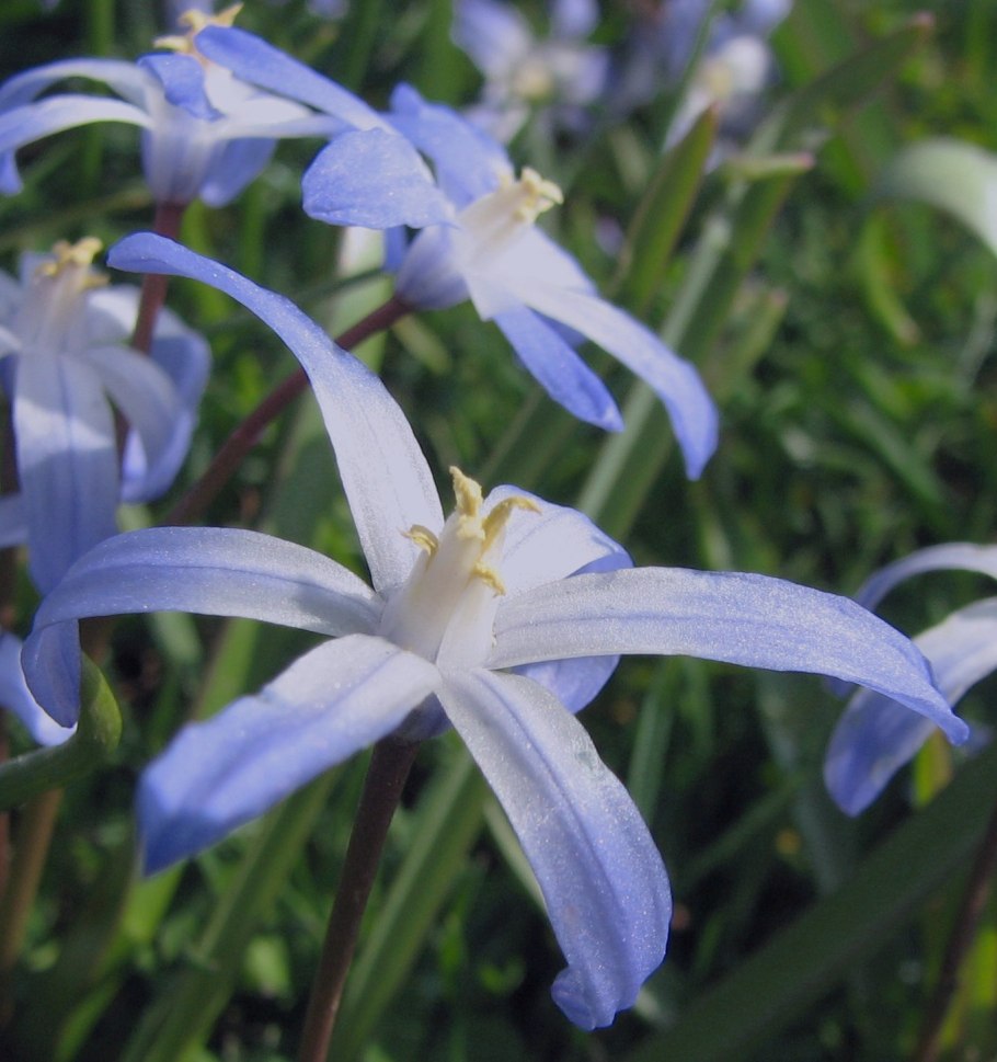 Цветок Пуйя Раймонда