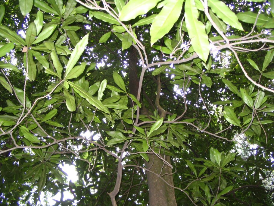 Ixonanthes chinensis