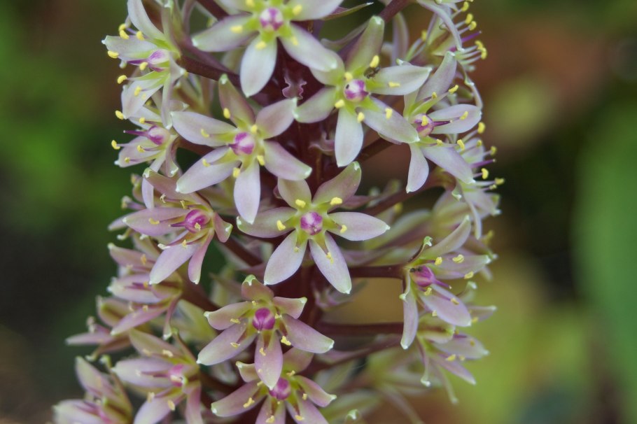Эвкомис 'Окхерст' / Eucomis comosa 'Oakhurst'