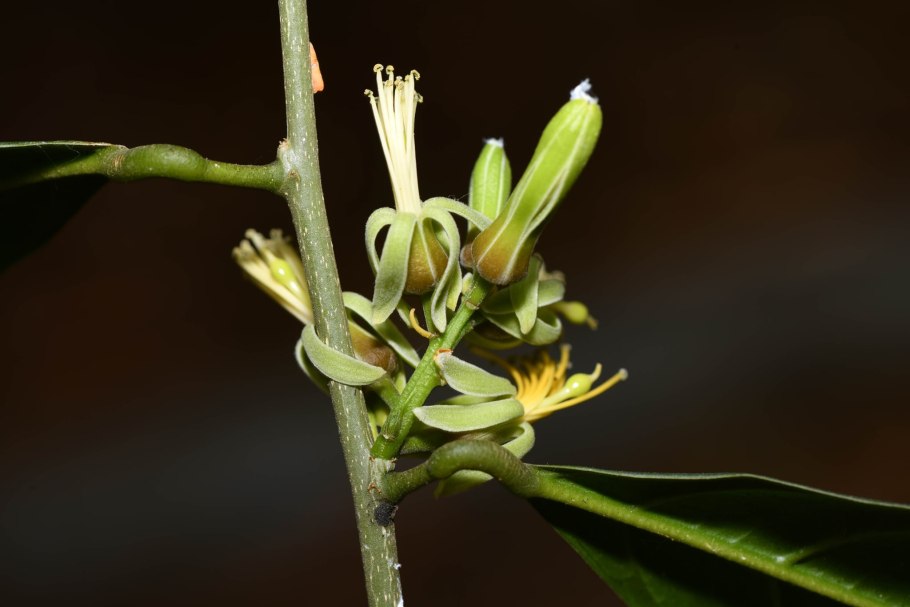 Clintonia andrewsiana