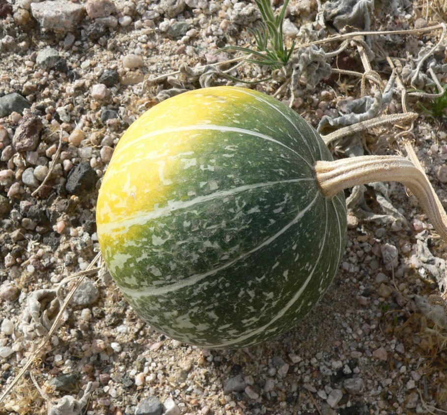 Cucurbita palmata семена