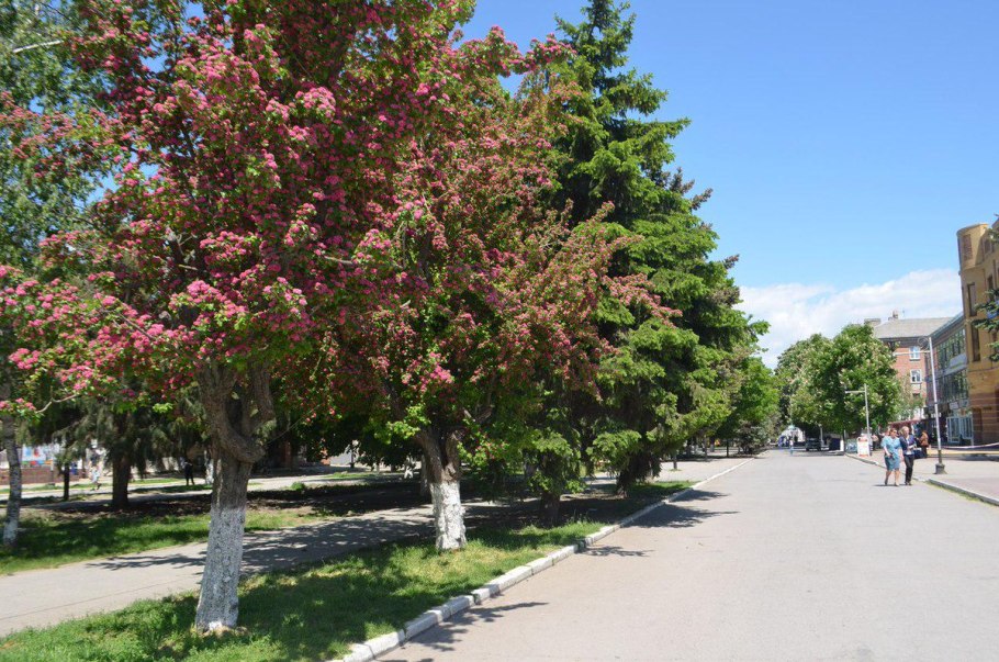 Боярышник клинолистный