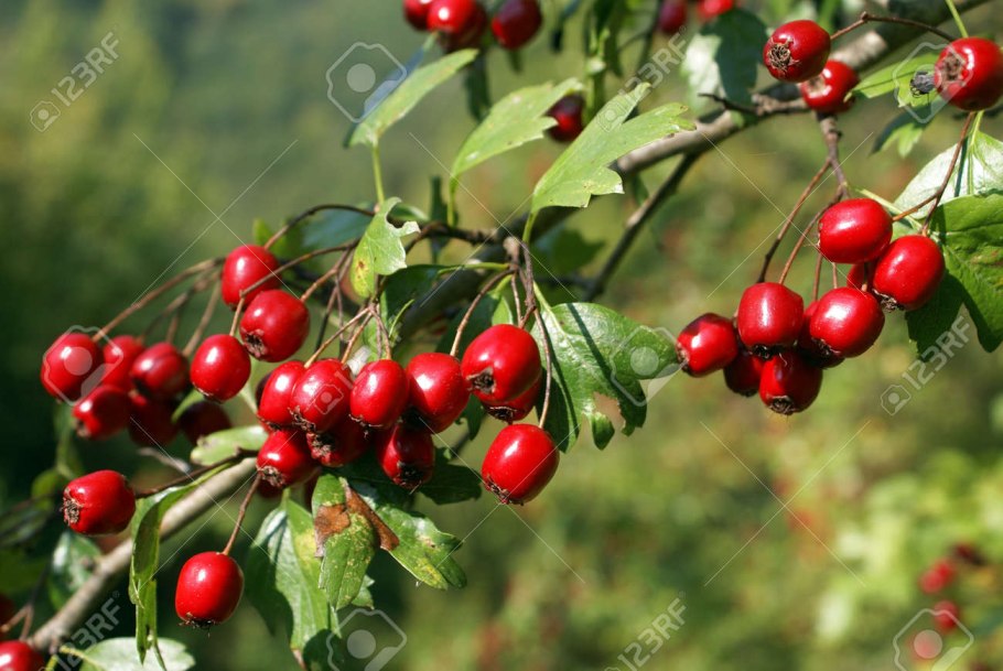 Боярышник Волжский