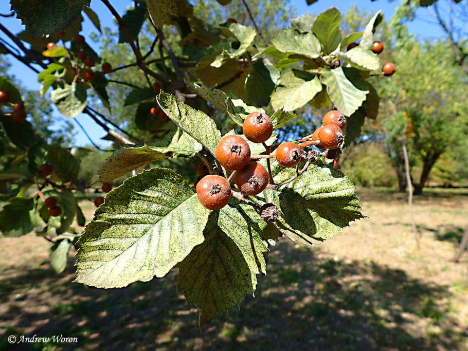 Боярышник Восточный (Crataegus orientalis) дерево