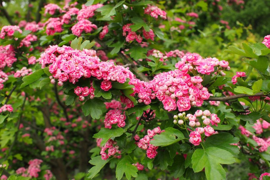 Боярышник Карадагский