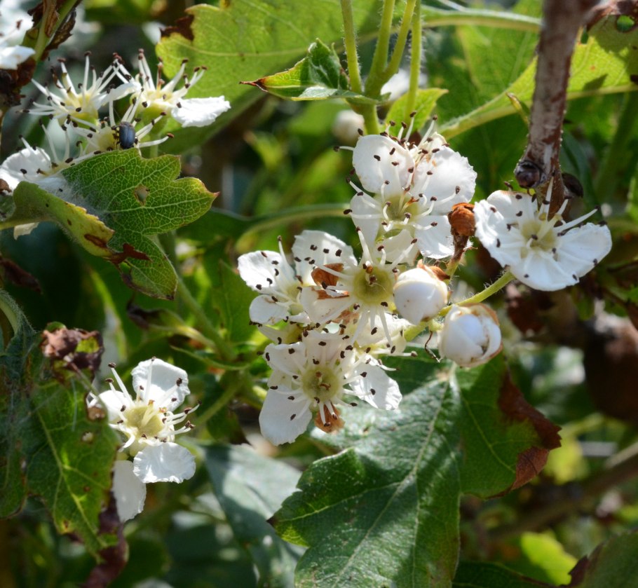 Боярышник Даурский Crataegus dahurica