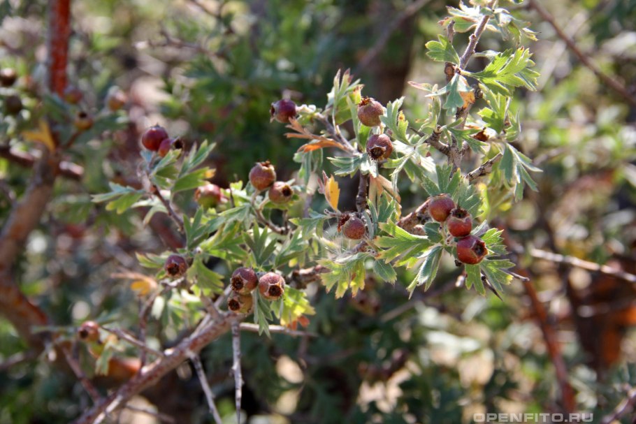 Боярышник Геракл бесшипный