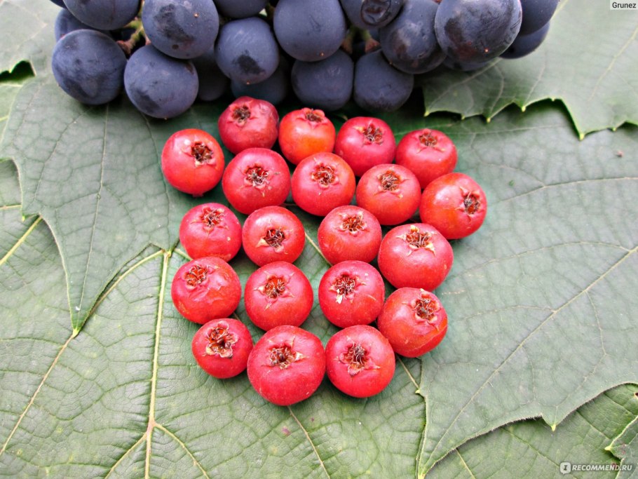 Боярышник Турнефора