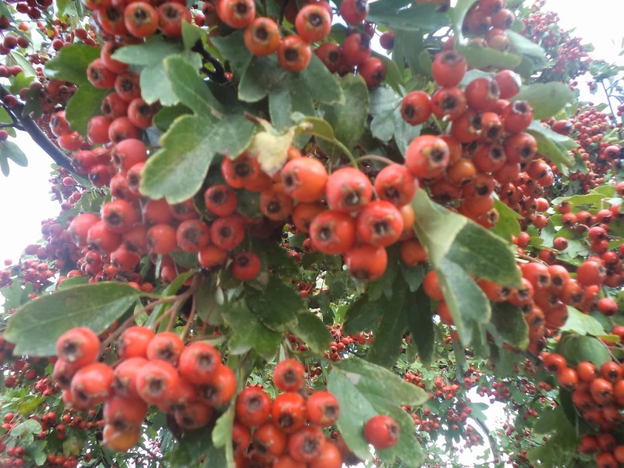 Боярышник на Кубани