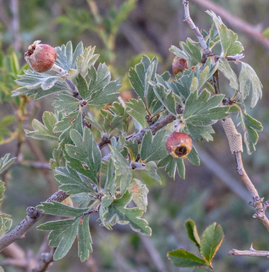 Боярышник Крымский куст
