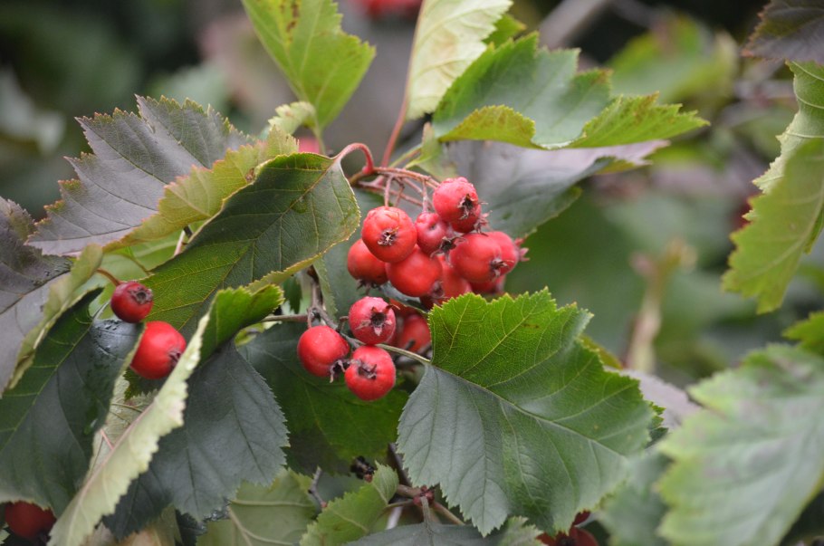 Боярышник кроваво-красный, Сибирский Crataegus sanguinea
