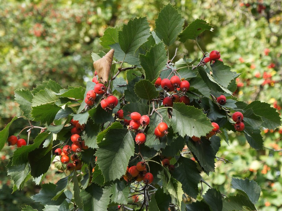 Crataegus oxyacantha