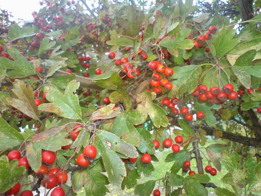 Дулана дарахти