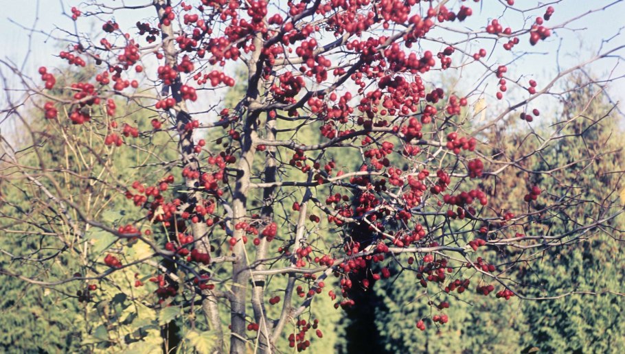Боярышник мелколистный