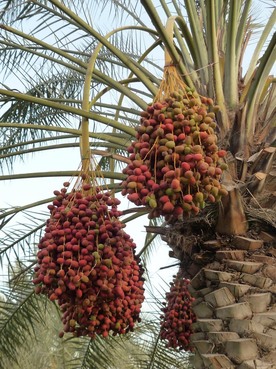 Где растут финики