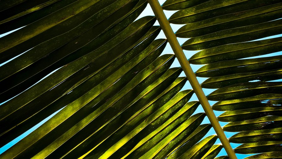 Порядок Пальмоцветные