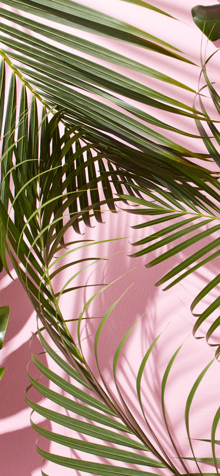 Финик пальчатый пальмы