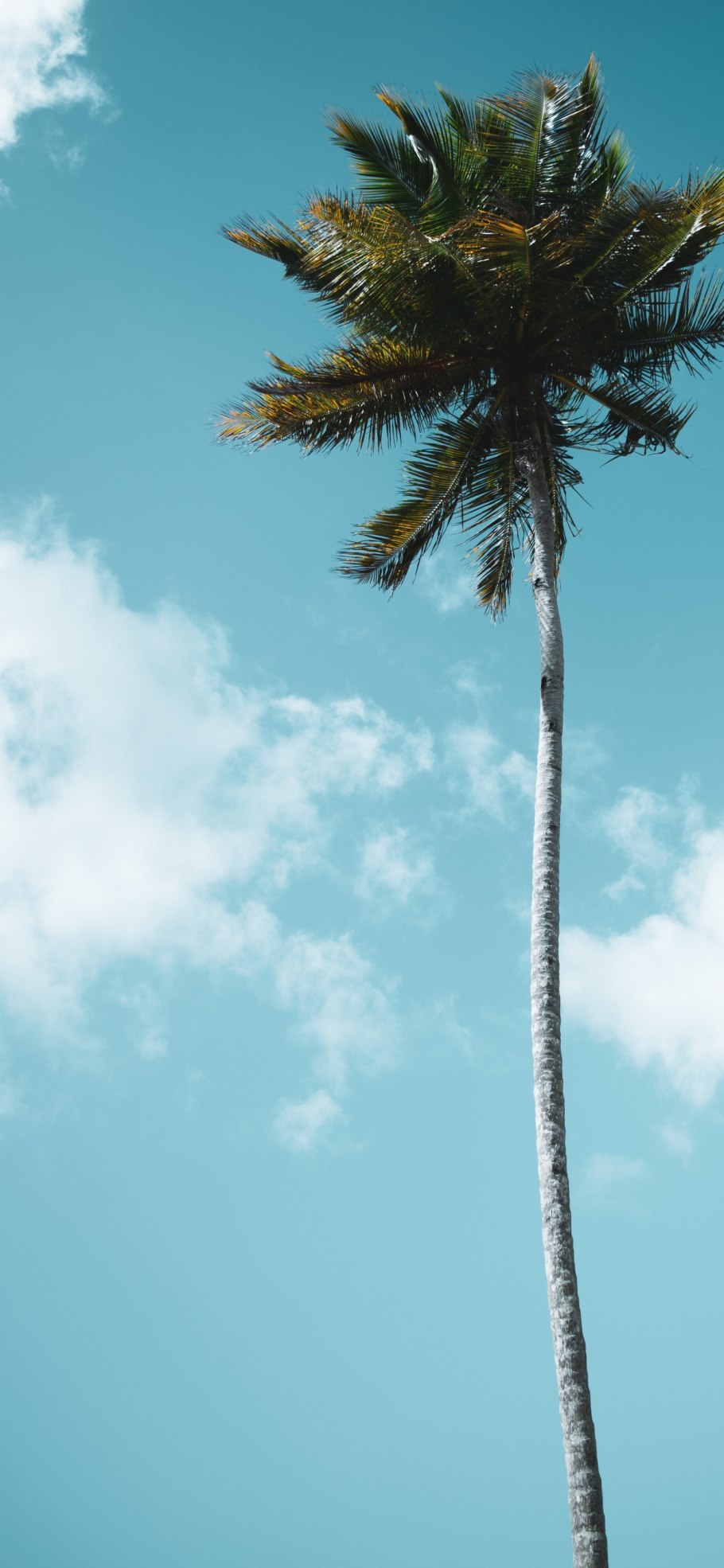 Финиковая Пальма Теофраста