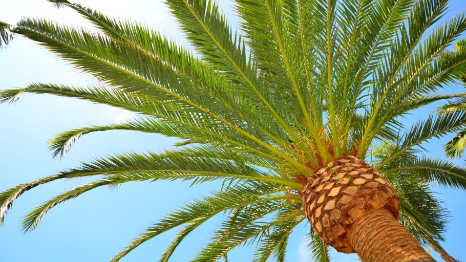 Роща финиковых пальм