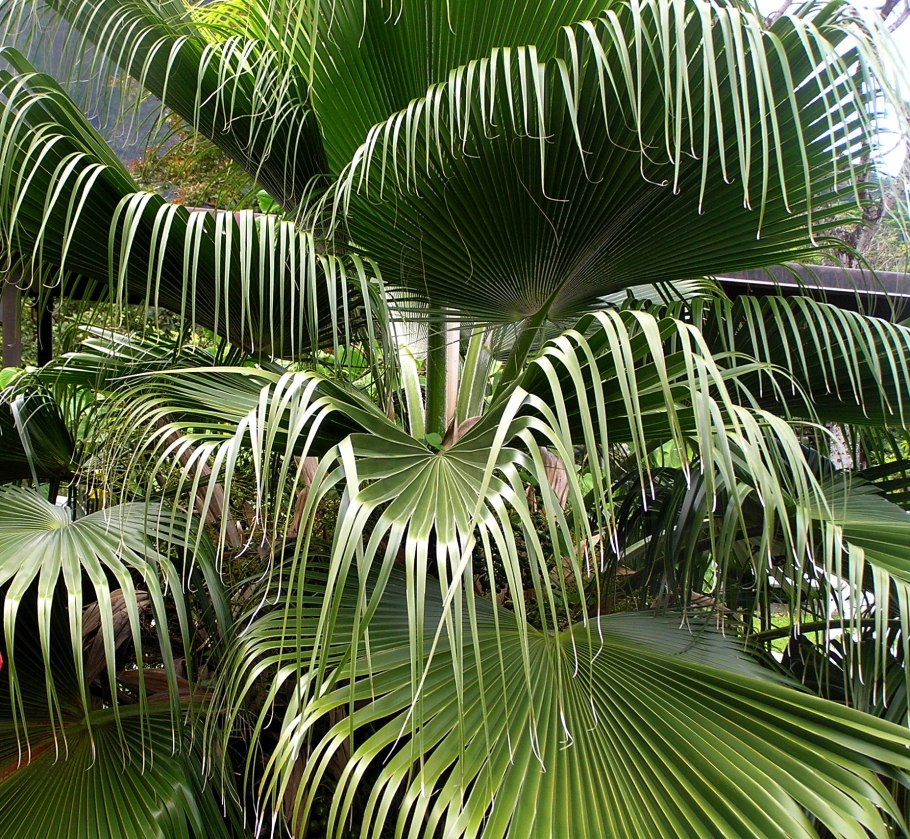 Финиковая Пальма дерево