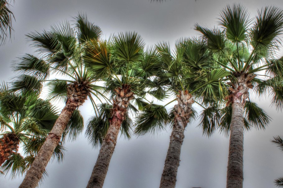 Бертамовая Пальма