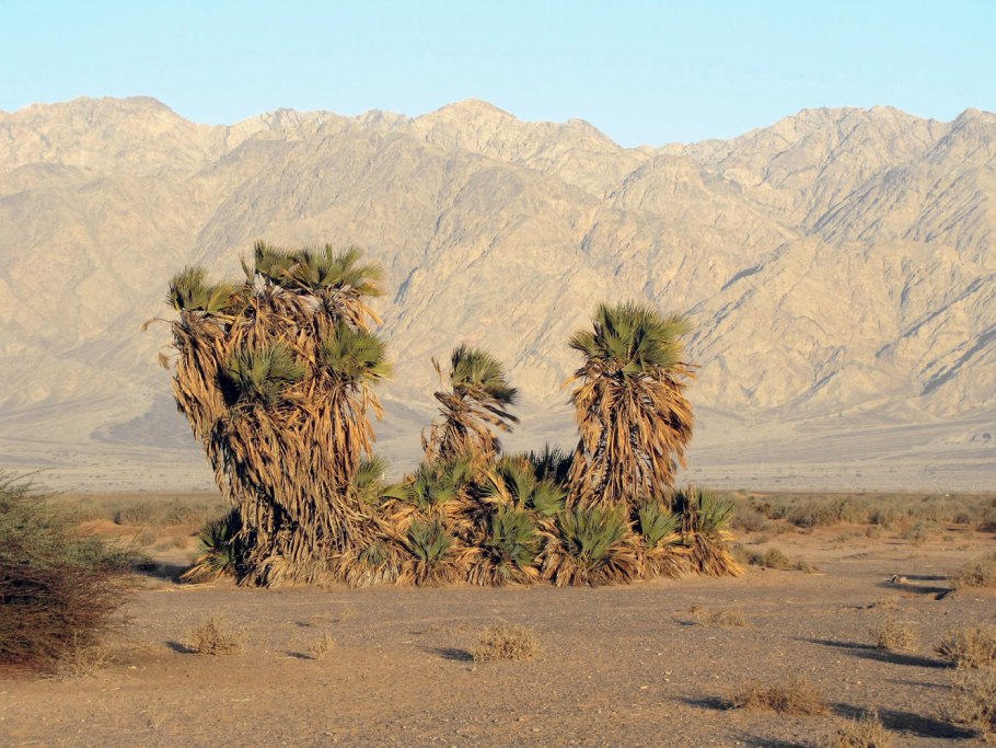 Пальма Арека катеху