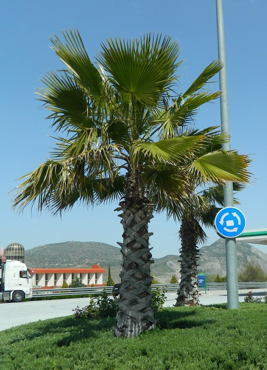 Пальмировая Пальма