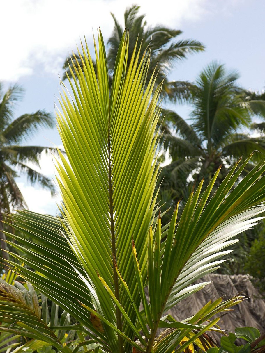 Брахея Пальма