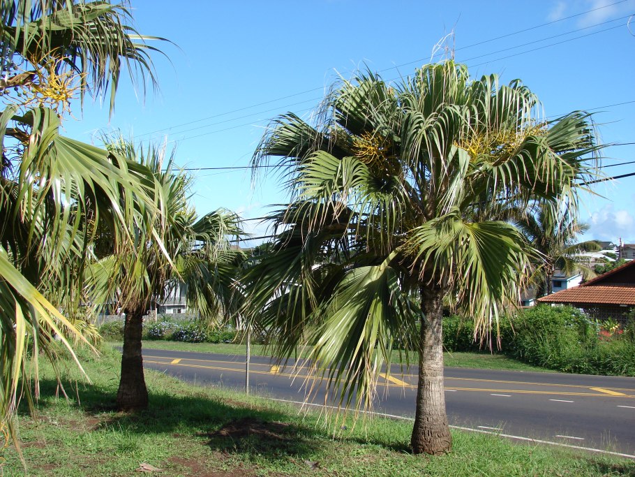 Бали столб-Пальма