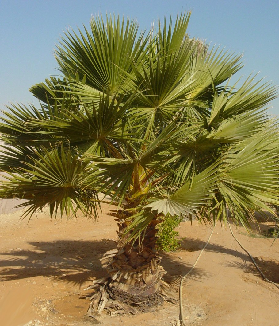 Пальма тукум