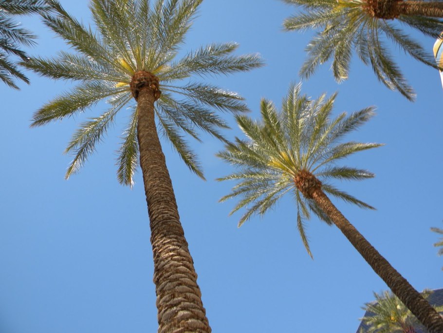 Пальмы Raphia farinifera