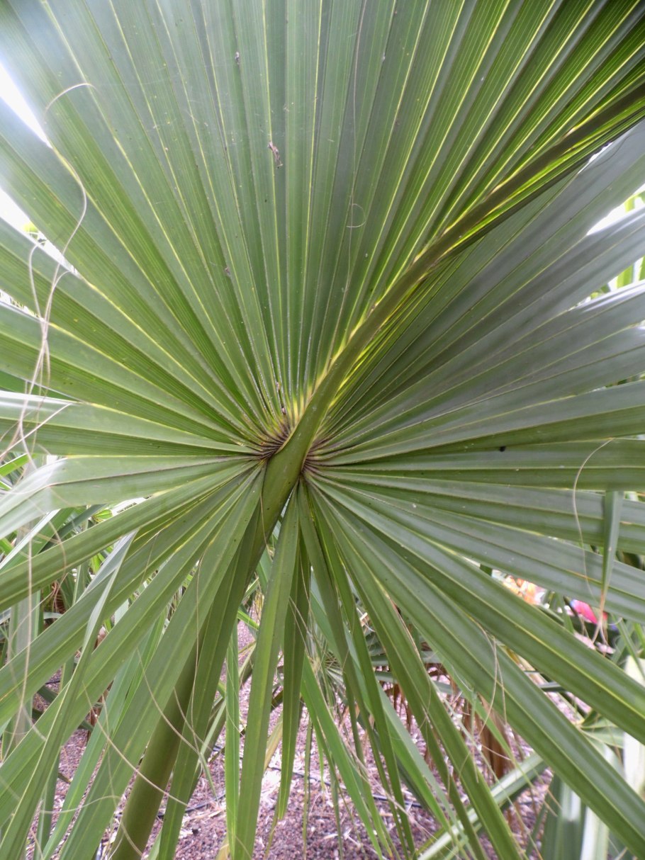 Смайлик Пальма черный фон