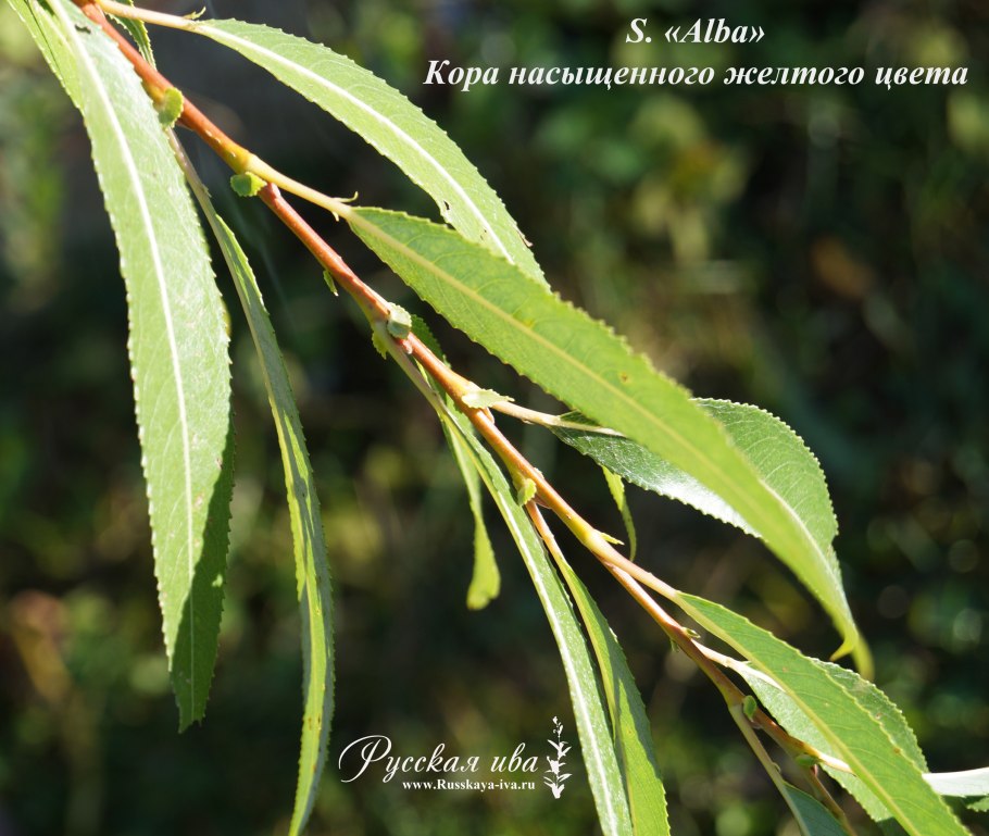 Ива Salix fragílis